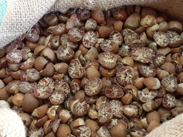 Dried Betel Nut or Areca Catechu Nut Half Split from Thailand