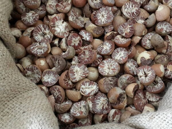 Dried Betel Nut Half Split or Areca Catechu Nut Half Split from Thailand